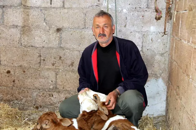 Samsun'da İnek Dördüz Doğurdu