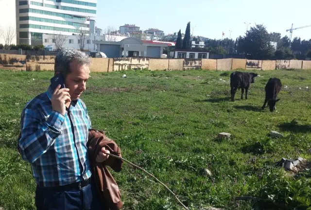 İstanbul'un Göbeğinde Başıboş İnek Şaşkınlığı