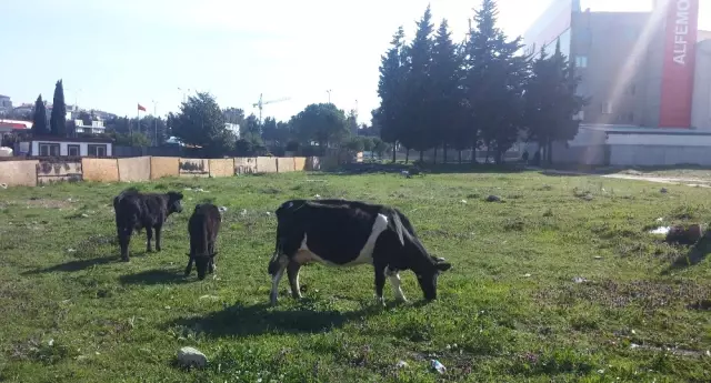 İstanbul'un Göbeğinde Başıboş İnek Şaşkınlığı