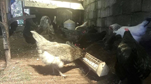 50 Bin Dolarlık Kümes! Renkli Yumurtlayan Tavuklar, El Yakıyor