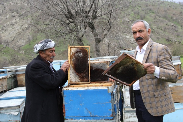 Arı Ölümleri Arıcıları Zor Durumda Bıraktı