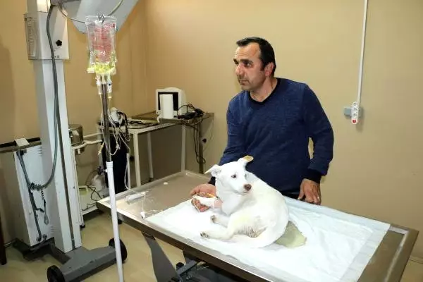 Tüyler Ürperten Olay! Köpeğin Cinsel Organına Havuç Soktular