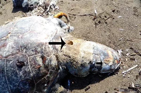 Bodrum Sahilinde Kurşunlanarak Öldürülmüş Caretta Caretta Bulundu