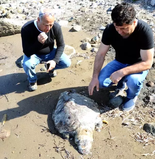 Bodrum Sahilinde Kurşunlanarak Öldürülmüş Caretta Caretta Bulundu