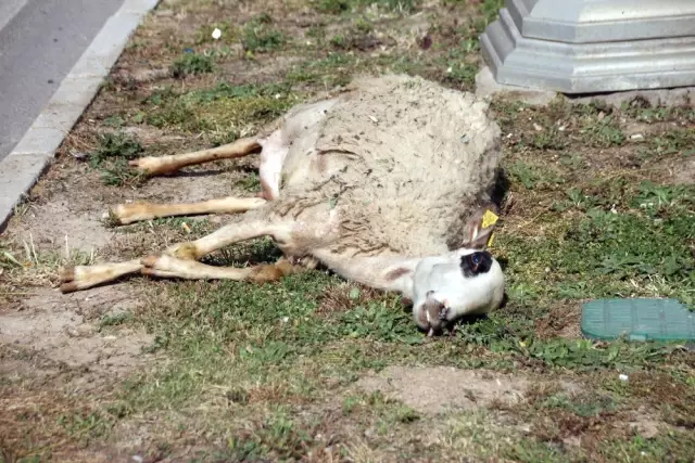 Yola Fırlayan Koyun Trafik Kazasına Neden Oldu: 2 Asker Yaralı