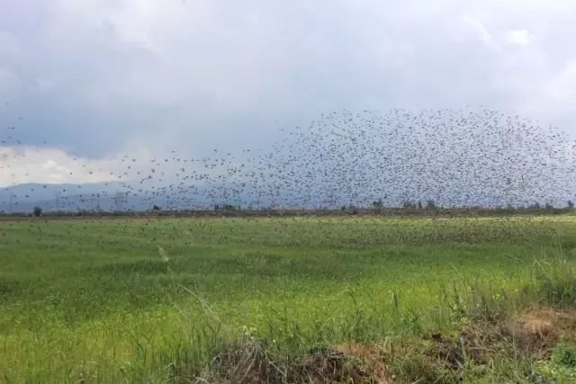 Görsel Şölen Diye İzledikleri Kuşlar, Buğday Başaklarını Boşalttı! Çiftçiler Çözüm Arıyor!