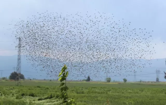 Görsel Şölen Diye İzledikleri Kuşlar, Buğday Başaklarını Boşalttı! Çiftçiler Çözüm Arıyor!