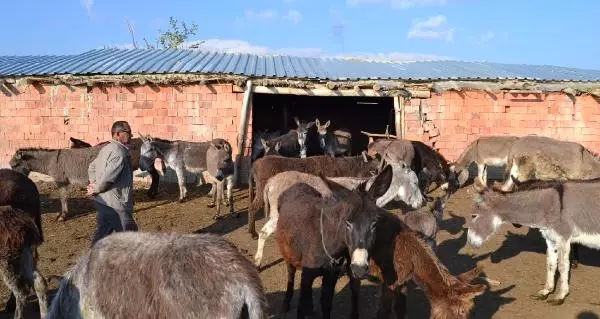 Eşek Sütünün Litresini 120 Liradan Satıyor