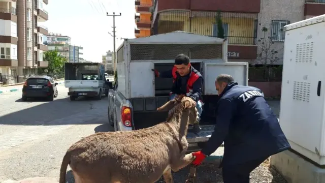 Araçların Arasına Dalan Eşek Sürücülere Zor Anlar Yaşattı