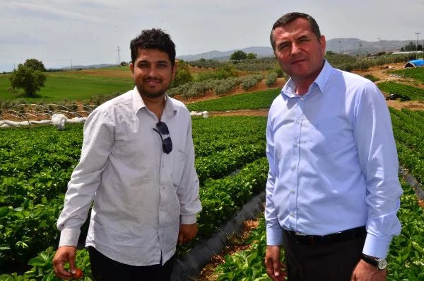 3 Çiftçi ile Başlayan Çilek Üretimi, Köprübaşı'nın Kaderini Değiştirdi