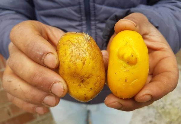 Patatese Benzeyen Yumurta Görenleri Şaşırtıyor