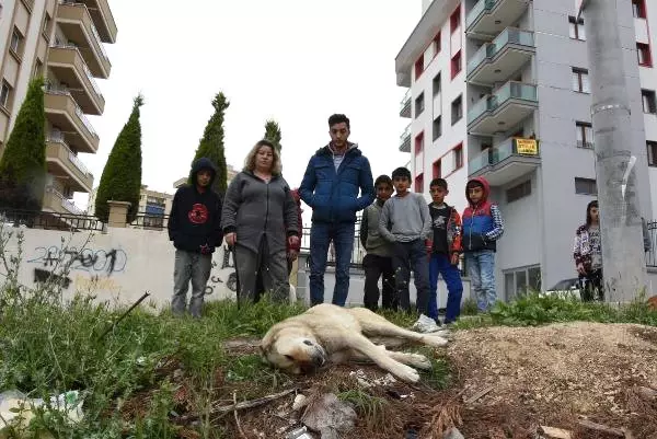 İzmir'de Zehirli Tavuk Etiyle Köpekler Katledildi