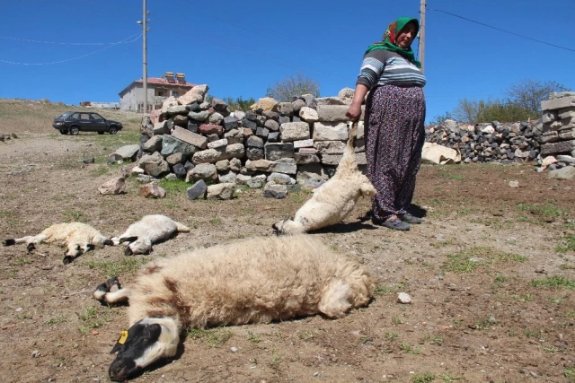 Ağıla Giren Kurt, 150 Hayvanı Telef Etti