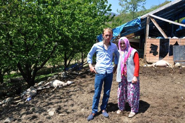 Teşvikle Aldığı 8 Koyunu Zehirlenip Telef Oldu