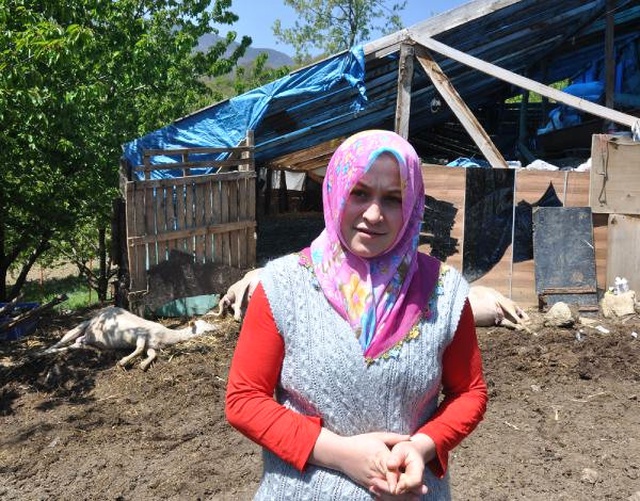 Teşvikle Aldığı 8 Koyunu Zehirlenip Telef Oldu