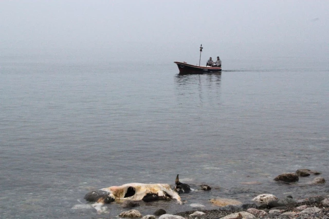 Zonguldak'ın Kozlu İlçesinde Sahile Ölü İnek Vurdu