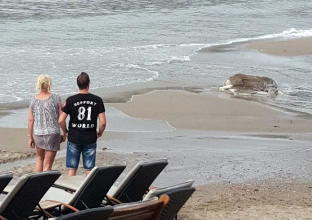 Plaja Vuran Ölü İneği Gören Turistler Bakakaldı