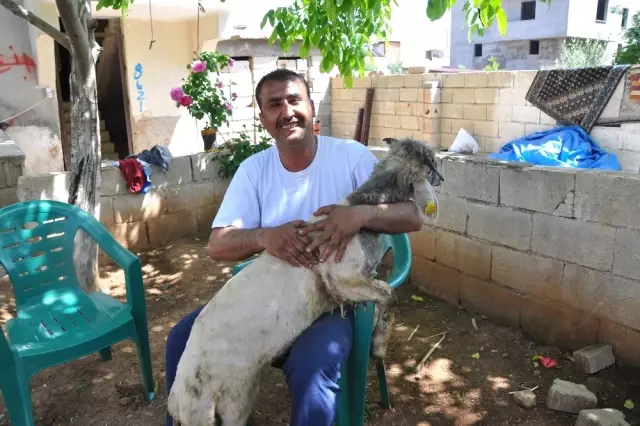 Koyunun Kulağında İkinci Bir Ağız Olduğunu Fark Eden Sahibi, Gözlerine İnanamadı