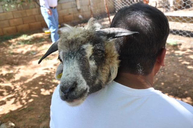 Koyunun Kulağında İkinci Bir Ağız Olduğunu Fark Eden Sahibi, Gözlerine İnanamadı