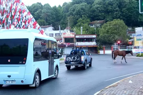 Şaşırtan Görüntü: Sarıyer'de Başıboş Atlar Caddeye İndi