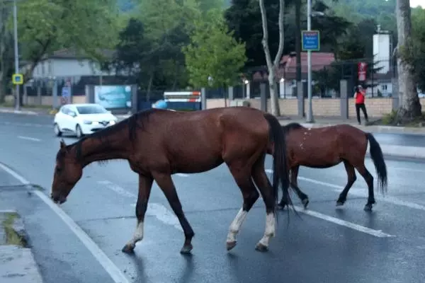 Şaşırtan Görüntü: Sarıyer'de Başıboş Atlar Caddeye İndi