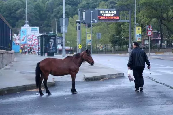 Şaşırtan Görüntü: Sarıyer'de Başıboş Atlar Caddeye İndi