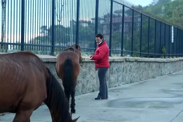 Şaşırtan Görüntü: Sarıyer'de Başıboş Atlar Caddeye İndi