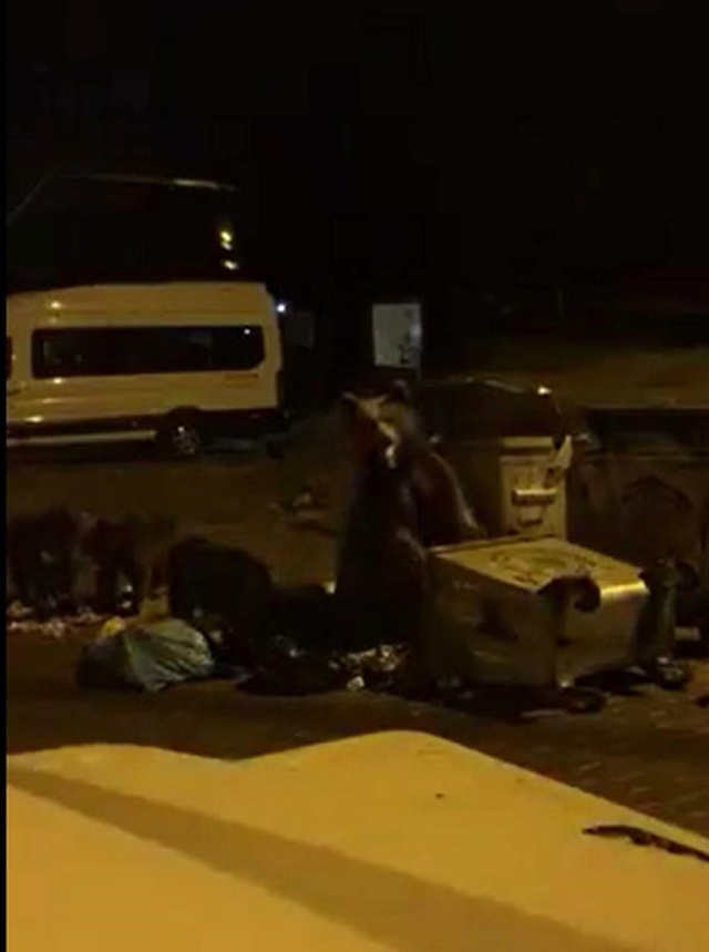 Uludağ'da Ayılar Ormandan Çıkıp Çöp Konteynerlerınde Yiyecek Aradı