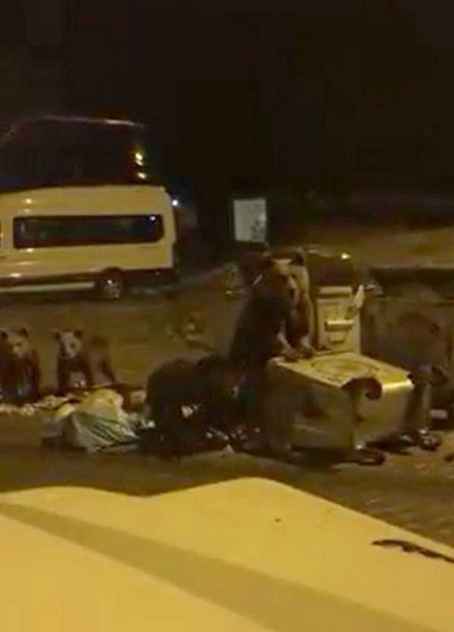 Uludağ'da Ayılar Ormandan Çıkıp Çöp Konteynerlerınde Yiyecek Aradı