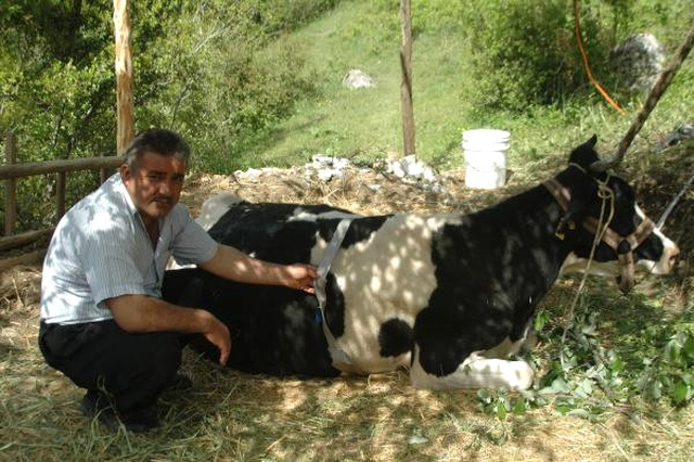 Uçuruma Yuvarlanan Gebe İneğini Çıkaramayınca Yanında Yatmaya Başladı