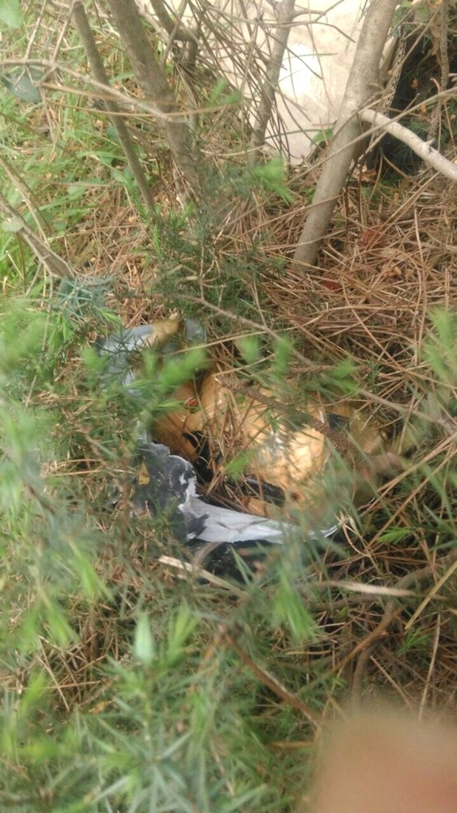 İstanbul'da Faciadan Dönüldü! Ormanlık Alanda 10 Kilo Bomba Bulundu