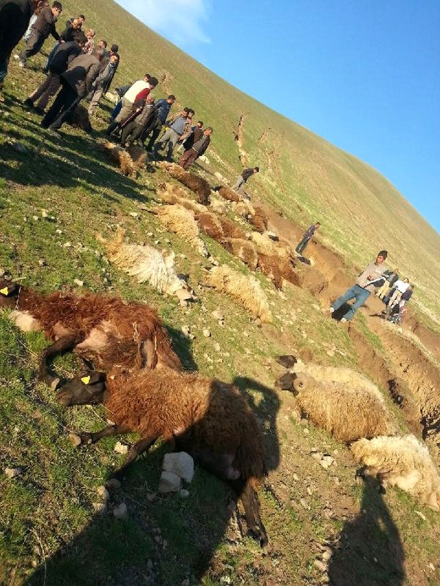 Çobanların