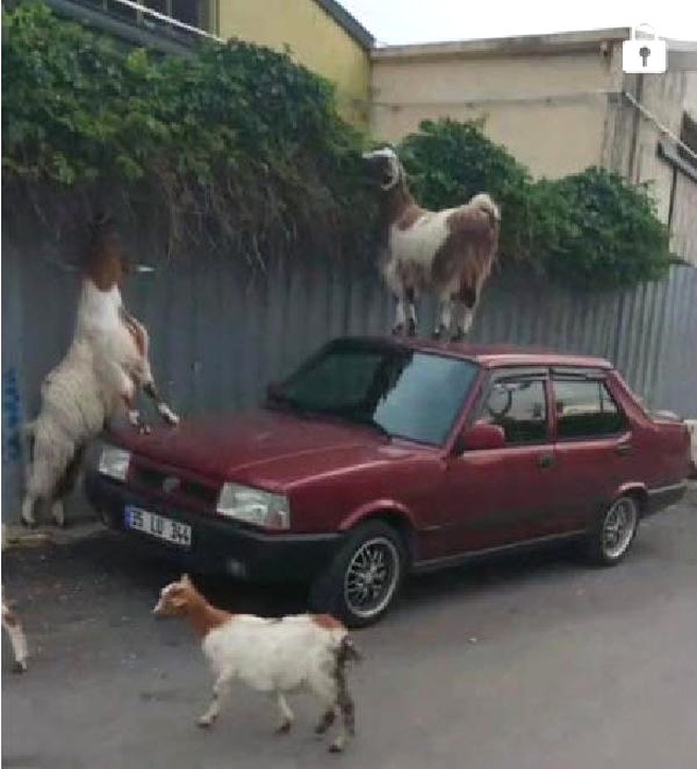 Ahırdan Kaçan Keçiler, İzmir'i Bastı! Araçların Üzerine Çıktılar