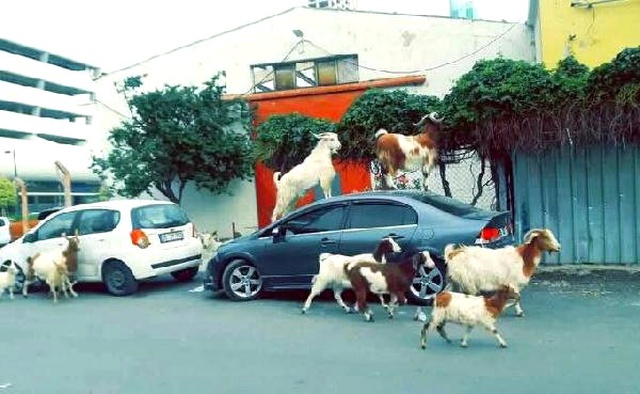 Ahırdan Kaçan Keçiler, İzmir'i Bastı! Araçların Üzerine Çıktılar