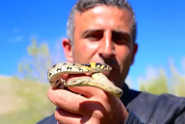 Yılanlı Köye Ziyaretçi Akını! Birçok Hastalığa İyi Geliyor