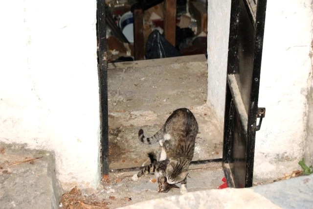 Su Sarnıcında Mahsur Kalan Kedi Bodrum'u Alarma Geçirdi