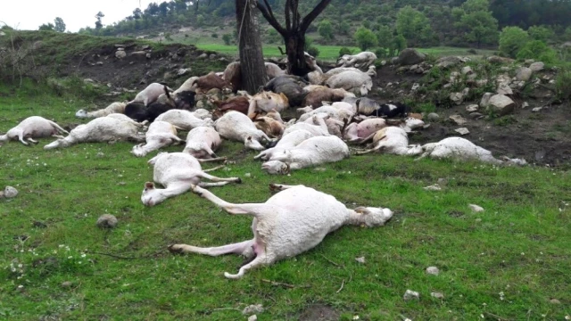 Bursa'da Yıldırım Düşmesi Sonucu 52 Koyun Telef Oldu