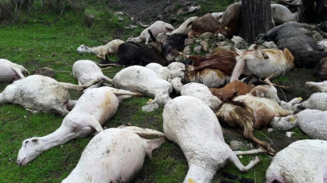 Bursa'da Yıldırım Düşmesi Sonucu 52 Koyun Telef Oldu