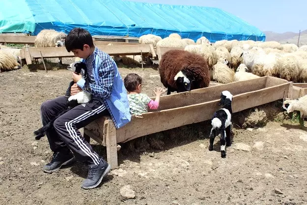 Koyun Sağıp Çobanlık Yapan Habib, TEOG'da 2. Oldu