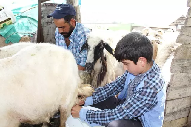 Koyun Sağıp Çobanlık Yapan Habib, TEOG'da 2. Oldu