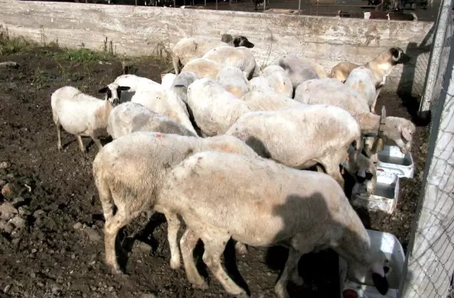 55 Milyon Besi Hayvanın Olduğu Türkiye'de Etin Kilosu 50 Lira