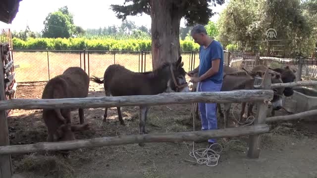 'Christian Amca' Eşekleriyle Turistleri Safari Turuna Çıkarıyor