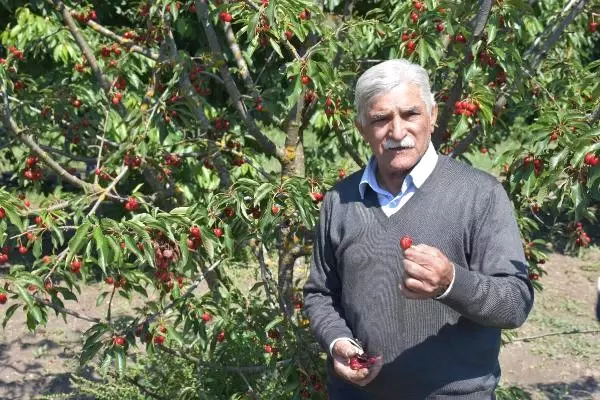 Kirazlı, Kirazı Terk Edip Bağcılığa Yöneliyor