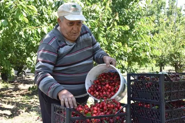 Kirazlı, Kirazı Terk Edip Bağcılığa Yöneliyor