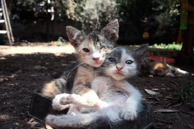 Evinde Yüzü Aşkın Kedi ve Köpek Besleyen Kadın Mahkemelik Oldu!