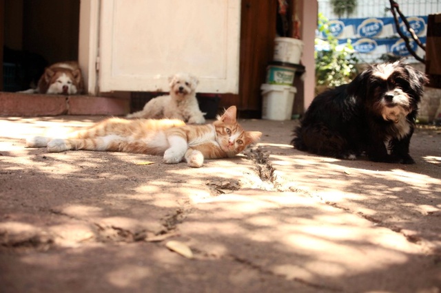 Evinde Yüzü Aşkın Kedi ve Köpek Besleyen Kadın Mahkemelik Oldu!