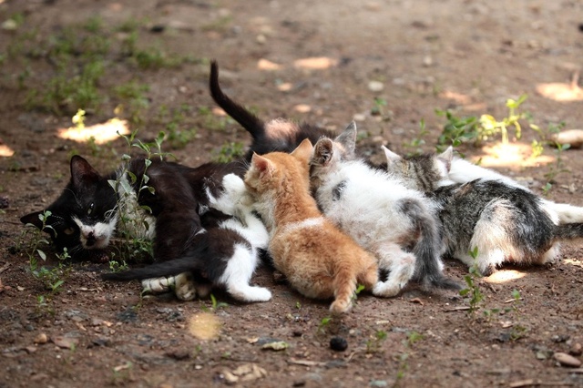 Evinde Yüzü Aşkın Kedi ve Köpek Besleyen Kadın Mahkemelik Oldu!