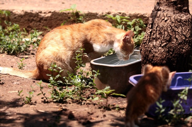Evinde Yüzü Aşkın Kedi ve Köpek Besleyen Kadın Mahkemelik Oldu!