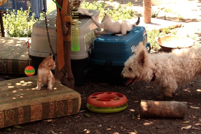 Evinde Yüzü Aşkın Kedi ve Köpek Besleyen Kadın Mahkemelik Oldu!