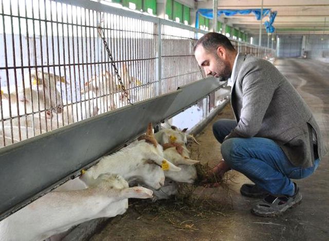 Keçi Sütünde Kendi Markasını Yarattı, Şimdi Avrupa'yı Fethedecek